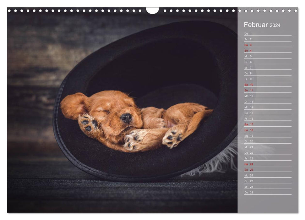 Englische Cocker Spaniel Welpen (CALVENDO Wandkalender 2024)