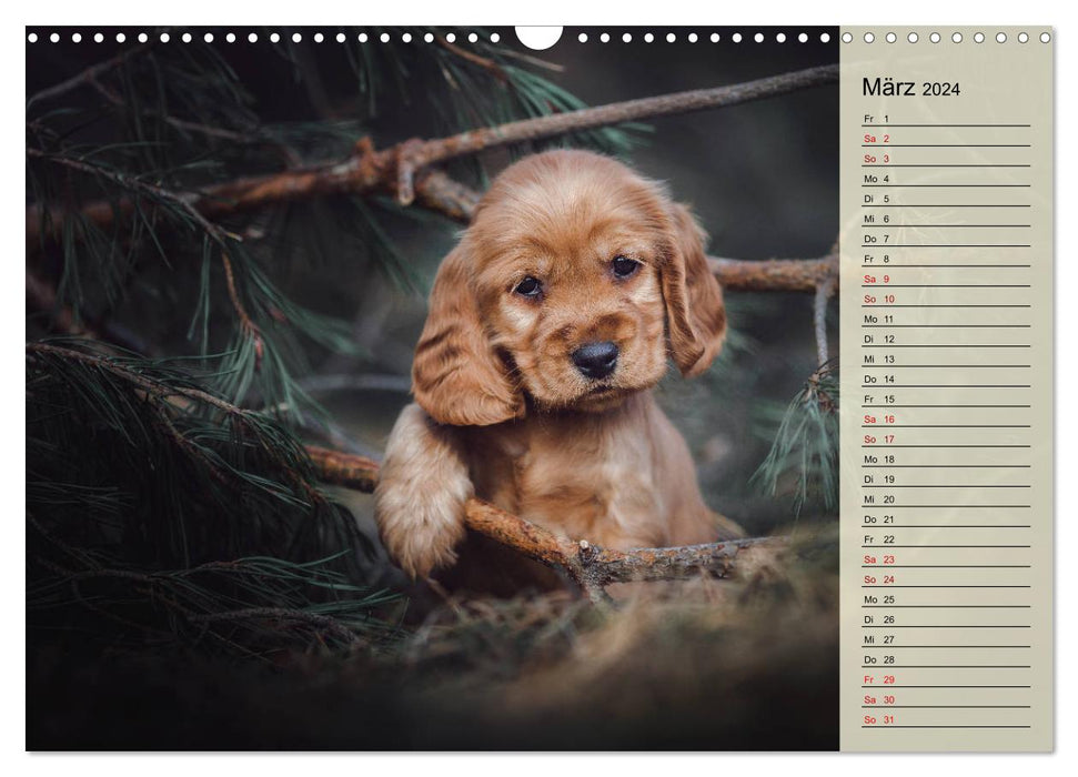 Englische Cocker Spaniel Welpen (CALVENDO Wandkalender 2024)