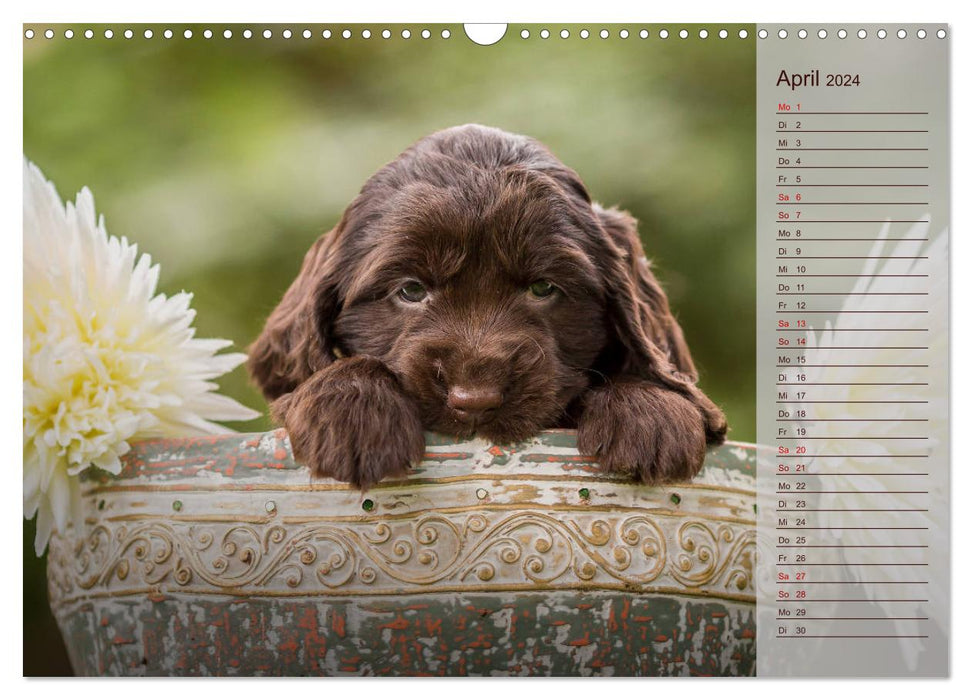 Englische Cocker Spaniel Welpen (CALVENDO Wandkalender 2024)