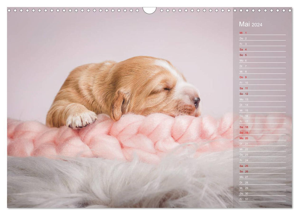 Englische Cocker Spaniel Welpen (CALVENDO Wandkalender 2024)