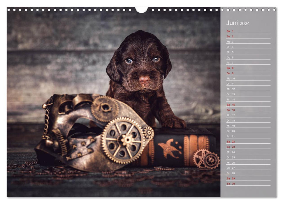 Englische Cocker Spaniel Welpen (CALVENDO Wandkalender 2024)