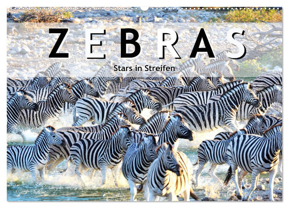 Zebras, Stars in Streifen (CALVENDO Wandkalender 2024)