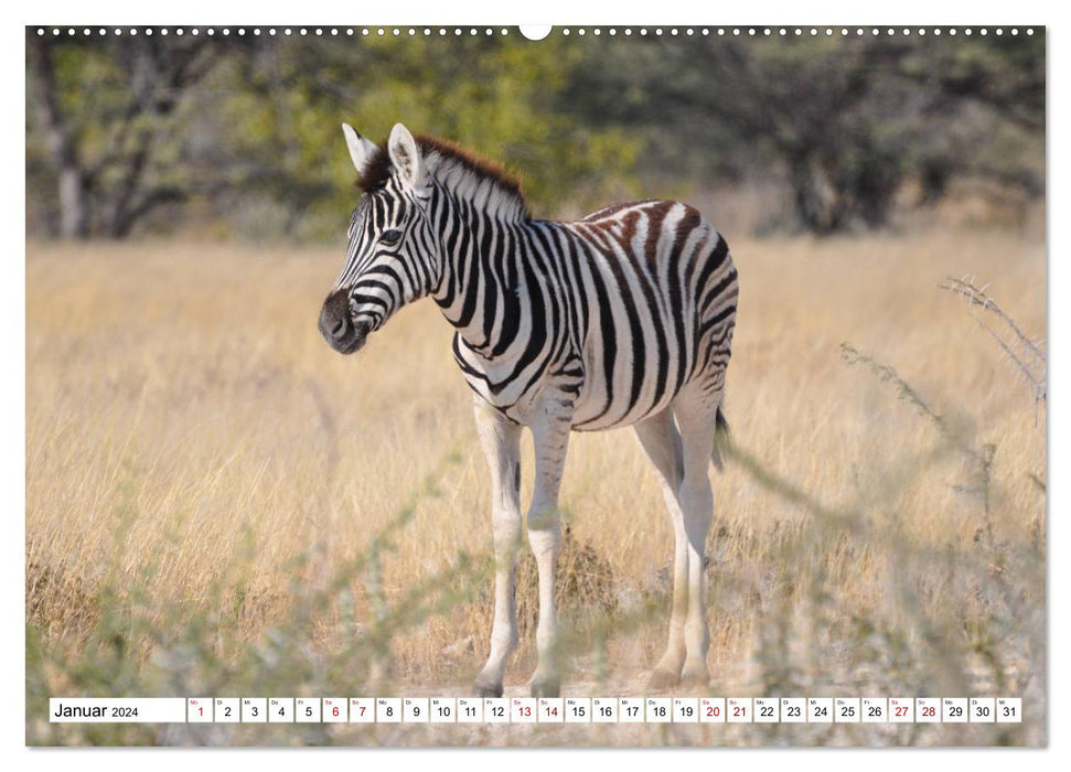 Zebras, stars in stripes (CALVENDO wall calendar 2024) 