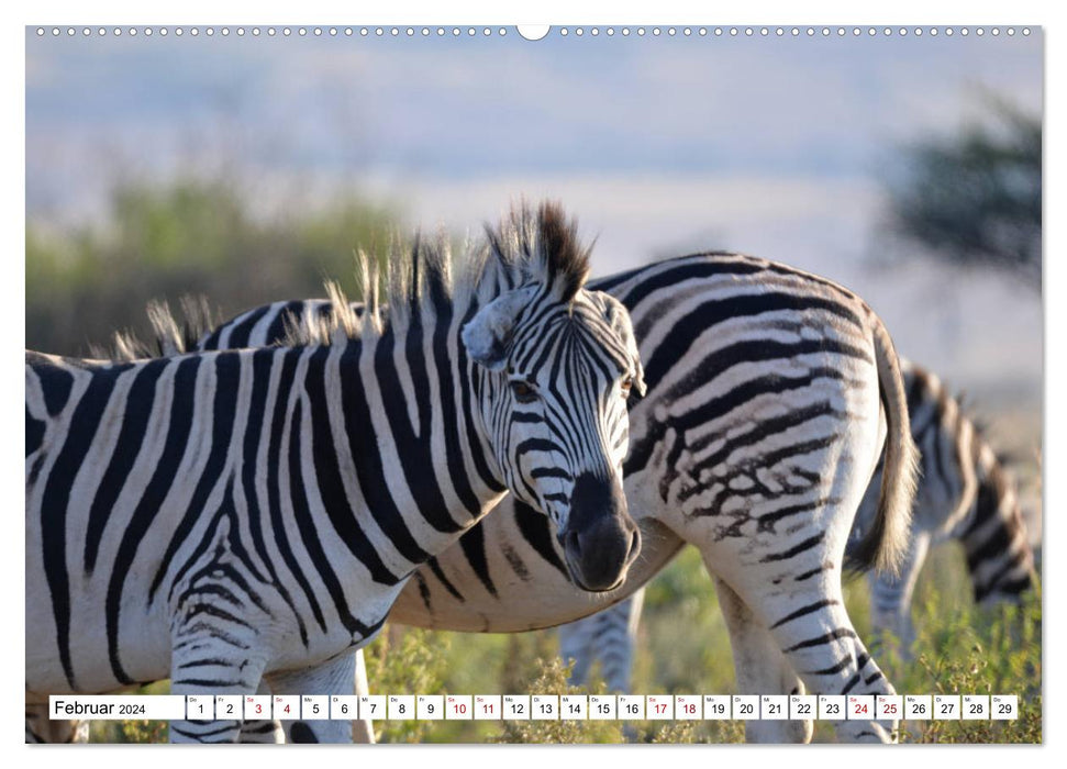 Zebras, Stars in Streifen (CALVENDO Wandkalender 2024)