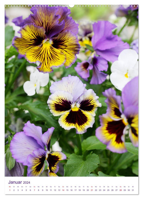 Violets, pansies and horned violets (CALVENDO Premium Wall Calendar 2024) 