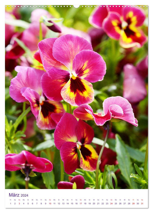 Violets, pansies and horned violets (CALVENDO Premium Wall Calendar 2024) 