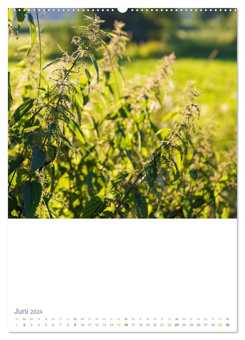 Schöne Wegwarten. Heimische Heilpflanzen am Wegesrand (CALVENDO Premium Wandkalender 2024)