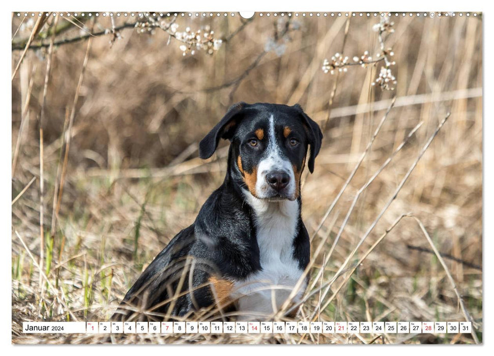 Mountain Dog Breeds (CALVENDO Premium Wall Calendar 2024) 