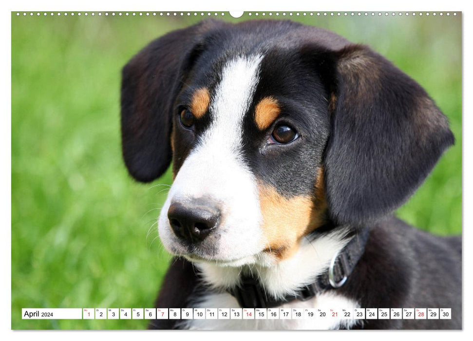 Mountain Dog Breeds (CALVENDO Premium Wall Calendar 2024) 