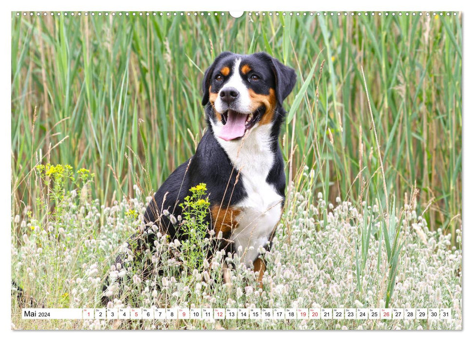 Sennenhund Rassen (CALVENDO Premium Wandkalender 2024)
