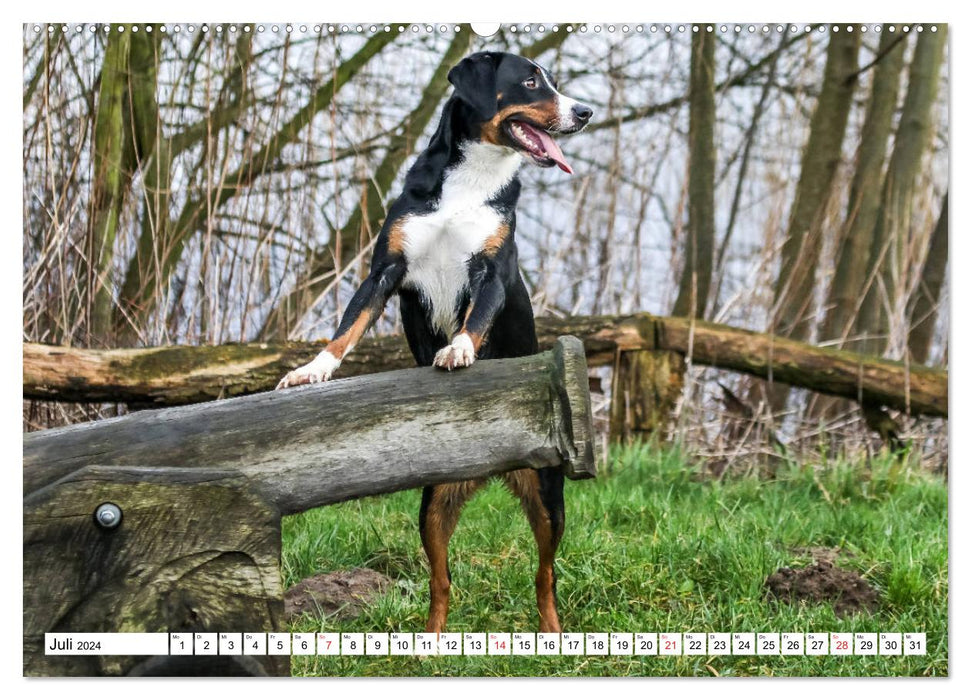 Sennenhund Rassen (CALVENDO Premium Wandkalender 2024)