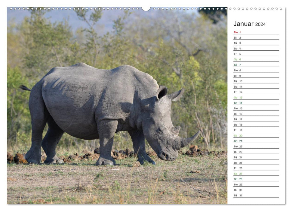 Rhinos - Gentle Giants (CALVENDO Wall Calendar 2024) 