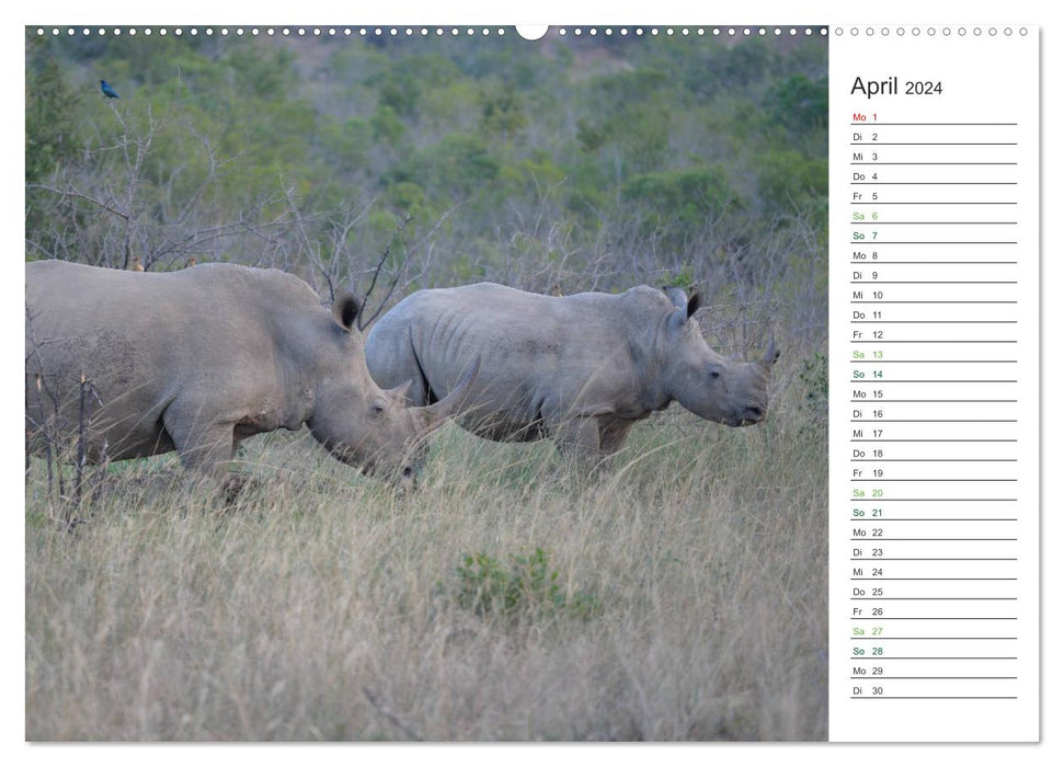 Rhinos - Gentle Giants (CALVENDO Wall Calendar 2024) 