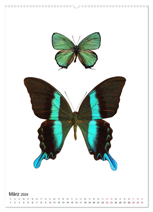 Die schönsten Insekten (CALVENDO Premium Wandkalender 2024)