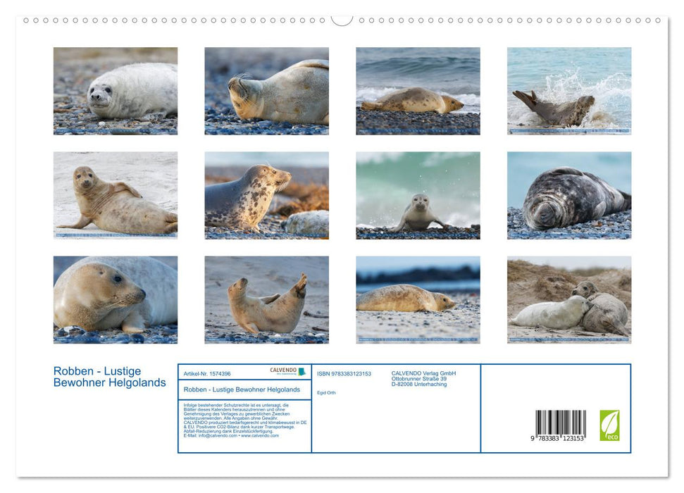 Seals - Funny inhabitants of Heligoland (CALVENDO Premium Wall Calendar 2024) 