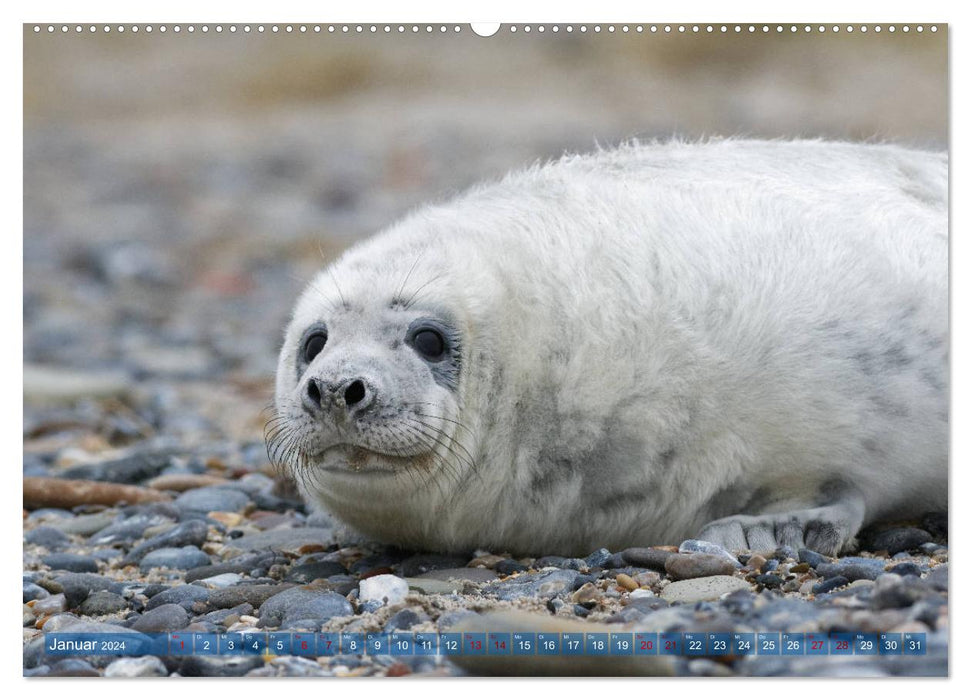 Seals - Funny inhabitants of Heligoland (CALVENDO Premium Wall Calendar 2024) 