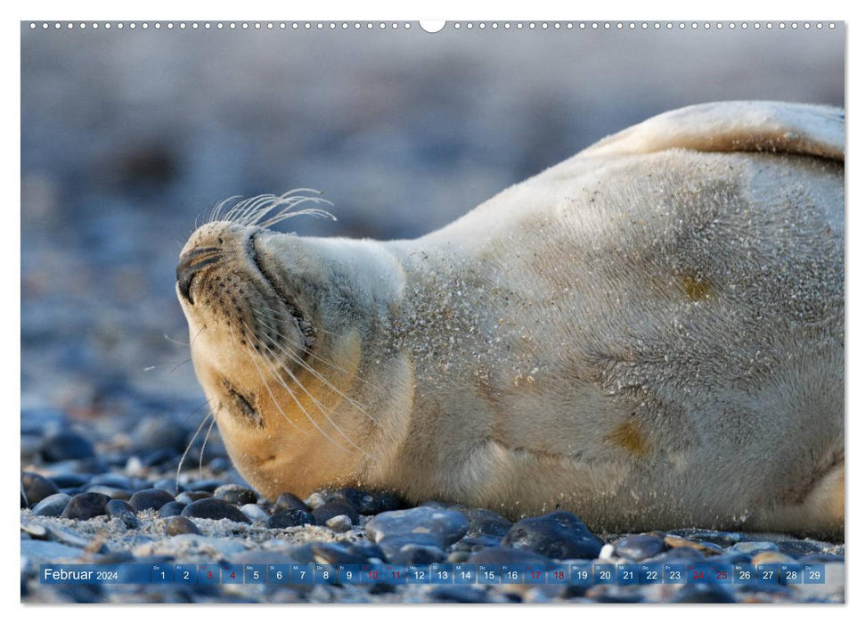 Seals - Funny inhabitants of Heligoland (CALVENDO Premium Wall Calendar 2024) 