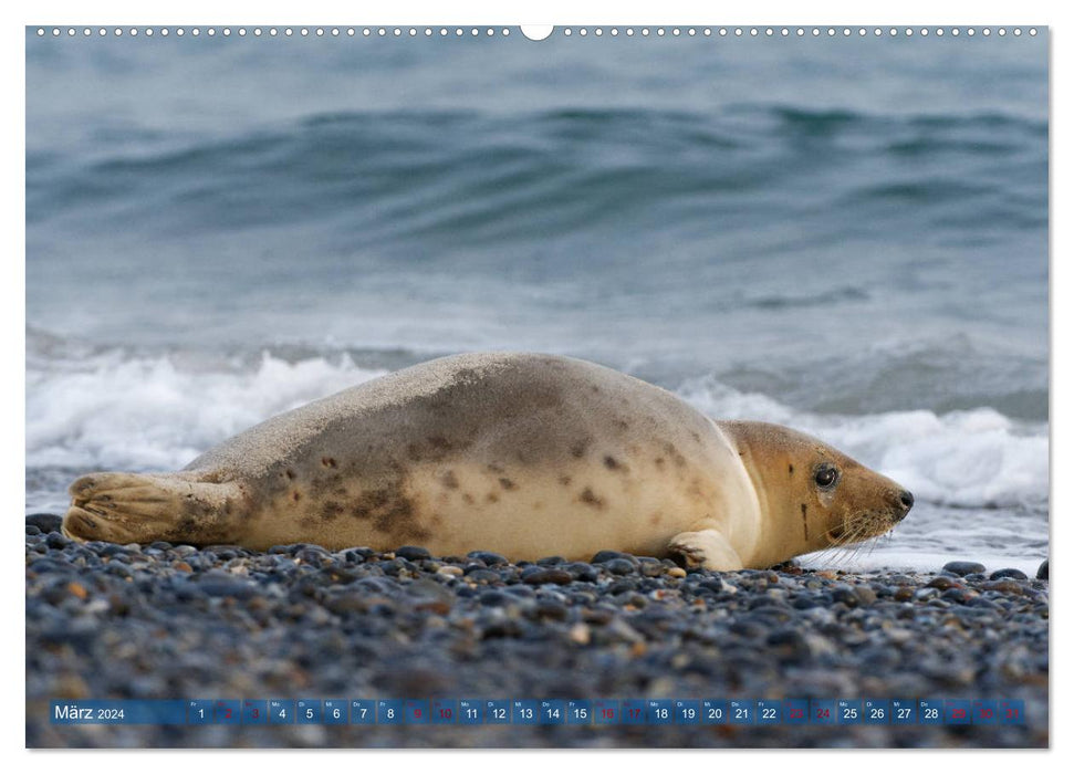 Seals - Funny inhabitants of Heligoland (CALVENDO Premium Wall Calendar 2024) 