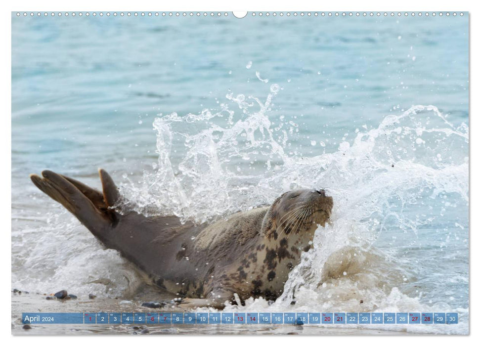 Seals - Funny inhabitants of Heligoland (CALVENDO Premium Wall Calendar 2024) 