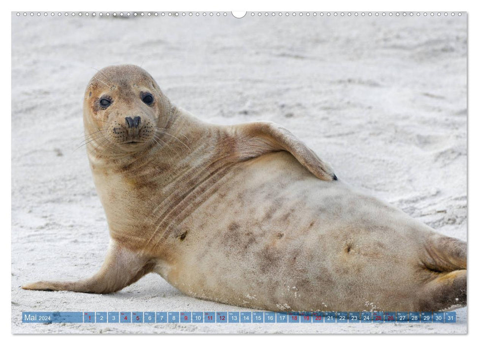 Seals - Funny inhabitants of Heligoland (CALVENDO Premium Wall Calendar 2024) 