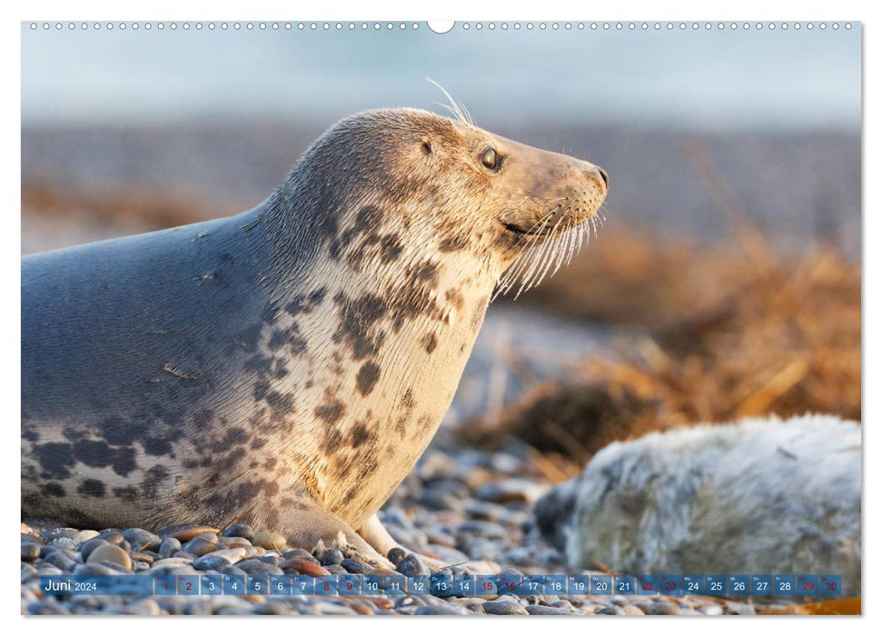 Seals - Funny inhabitants of Heligoland (CALVENDO Premium Wall Calendar 2024) 