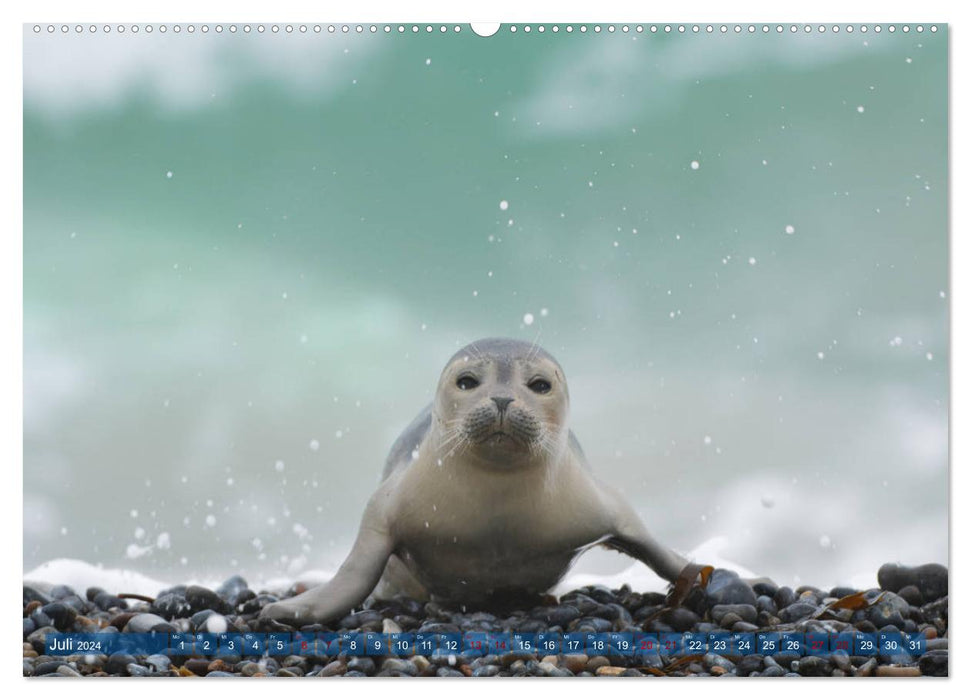 Seals - Funny inhabitants of Heligoland (CALVENDO Premium Wall Calendar 2024) 