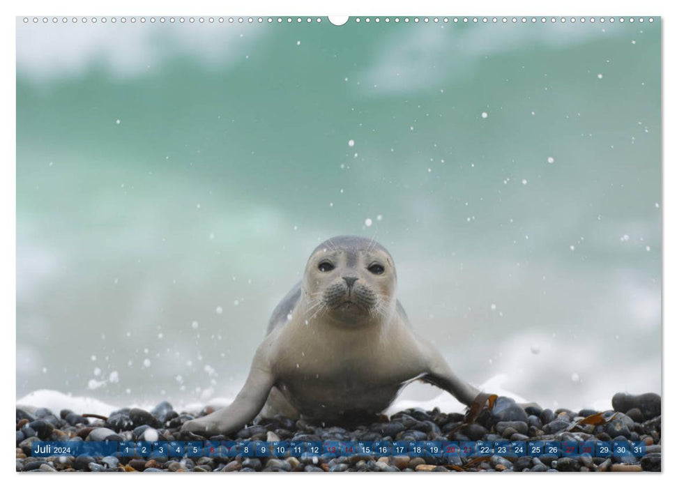 Robben - Lustige Bewohner Helgolands (CALVENDO Premium Wandkalender 2024)