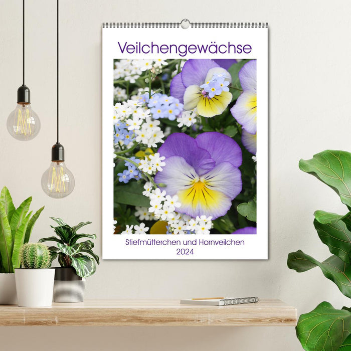 Violet family pansies and horned violets (CALVENDO wall calendar 2024) 