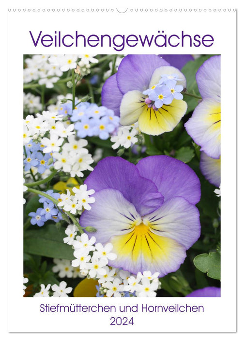 Violet family pansies and horned violets (CALVENDO wall calendar 2024) 