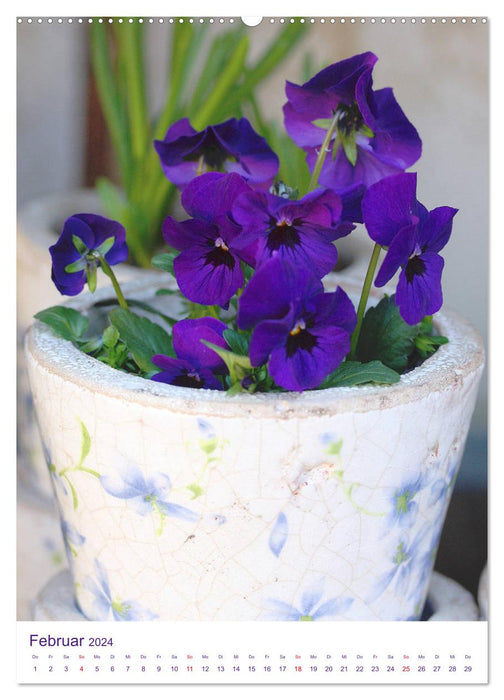 Violet family pansies and horned violets (CALVENDO wall calendar 2024) 