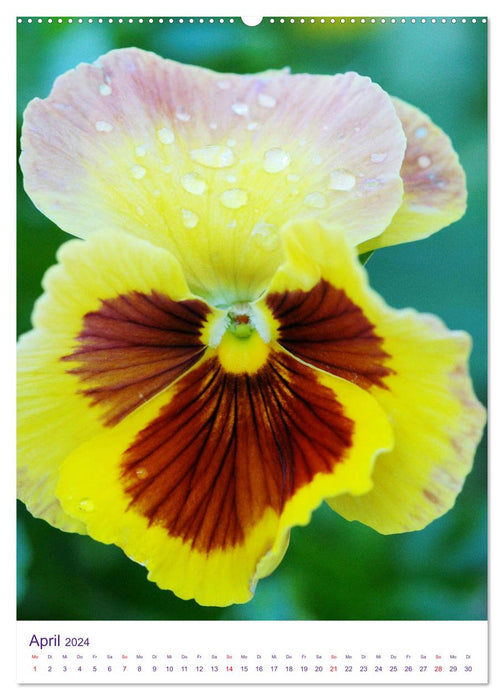 Violet family pansies and horned violets (CALVENDO wall calendar 2024) 