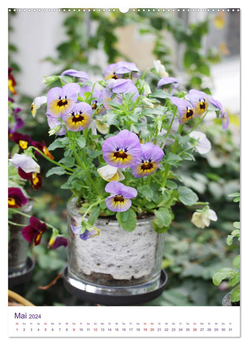 Violet family pansies and horned violets (CALVENDO wall calendar 2024) 