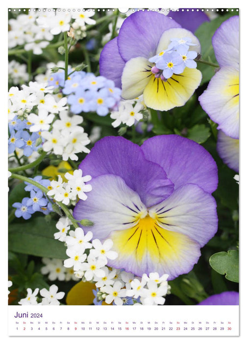 Violet family pansies and horned violets (CALVENDO wall calendar 2024) 