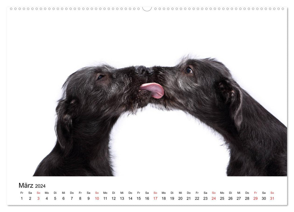 Funny Dogs (CALVENDO Premium Wandkalender 2024)