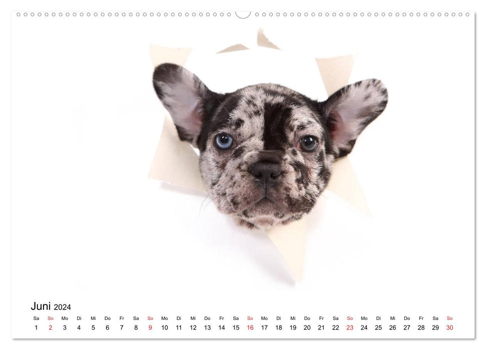 Funny Dogs (CALVENDO Premium Wandkalender 2024)