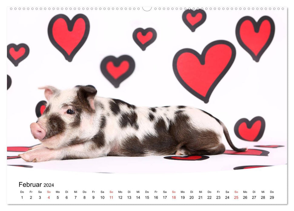 Cute piglets lovely piglets 2024 (CALVENDO Premium Wall Calendar 2024) 
