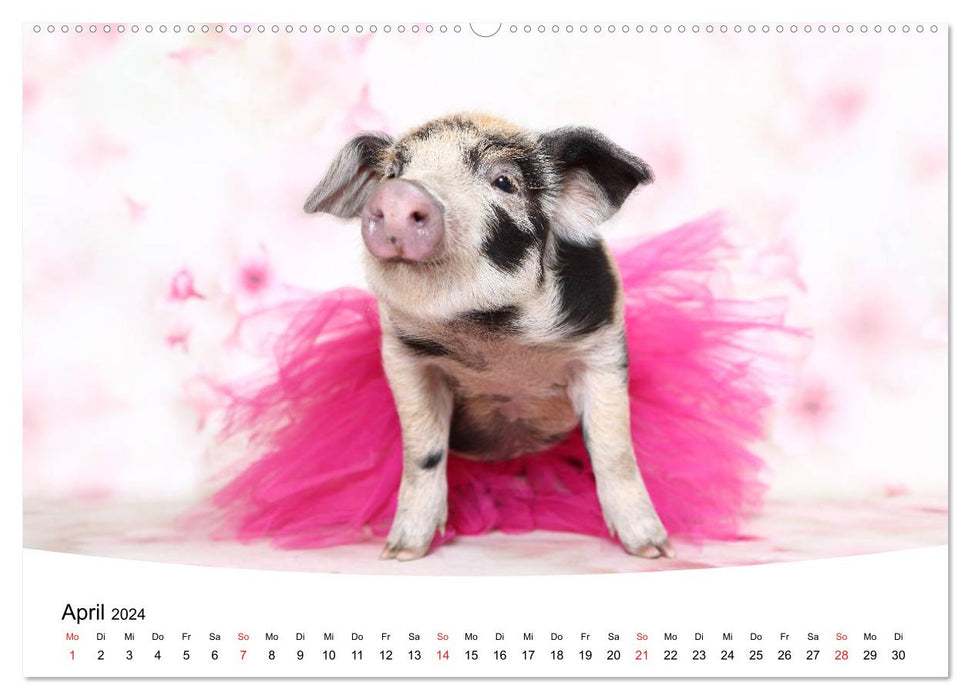 Niedliche Ferkel lovely piglets 2024 (CALVENDO Premium Wandkalender 2024)