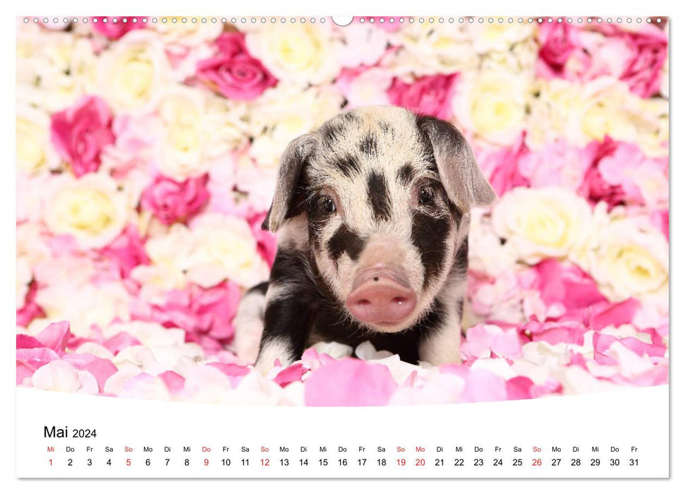 Cute piglets lovely piglets 2024 (CALVENDO Premium Wall Calendar 2024) 