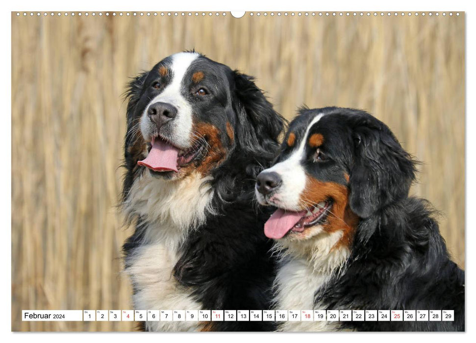 Sennenhund Rassen (CALVENDO Wandkalender 2024)