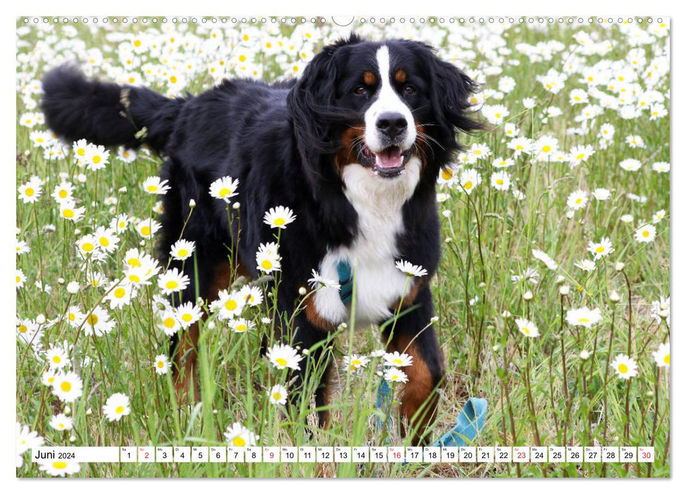 Mountain dog breeds (CALVENDO wall calendar 2024) 