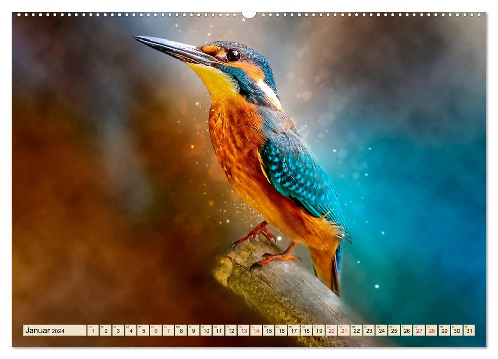 Wunderschöner Eisvogel (CALVENDO Premium Wandkalender 2024)