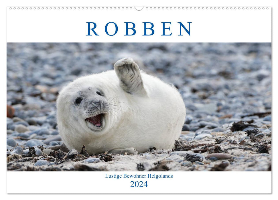 Seals - Funny inhabitants of Heligoland (CALVENDO wall calendar 2024) 