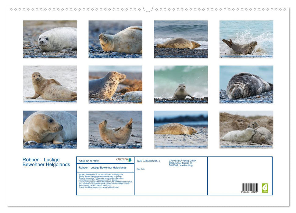 Robben - Lustige Bewohner Helgolands (CALVENDO Wandkalender 2024)