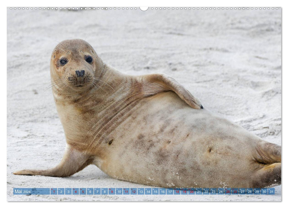 Seals - Funny inhabitants of Heligoland (CALVENDO wall calendar 2024) 