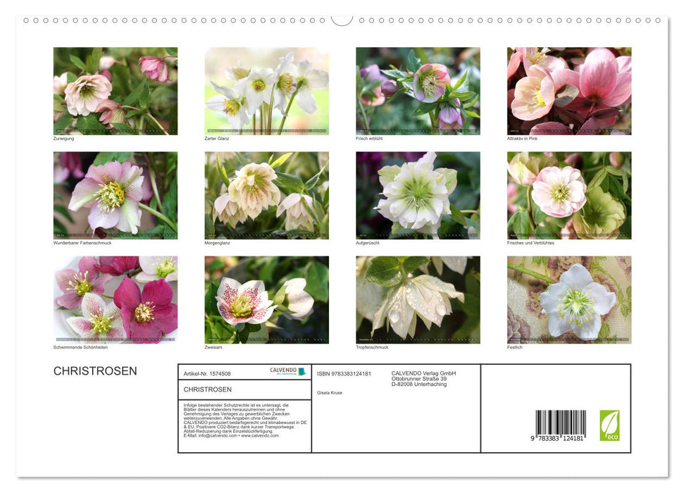 Christrosen (CALVENDO Premium Wandkalender 2024)