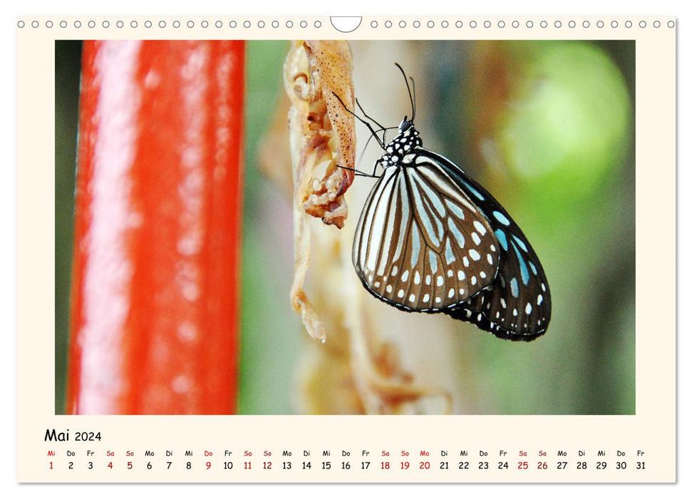 Longing Island Koh Samui (CALVENDO Wall Calendar 2024) 