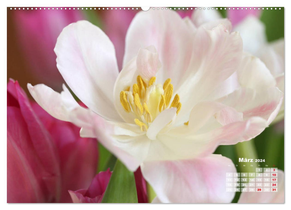 Tulpen, Tulips, Tulipes (CALVENDO Premium Wandkalender 2024)