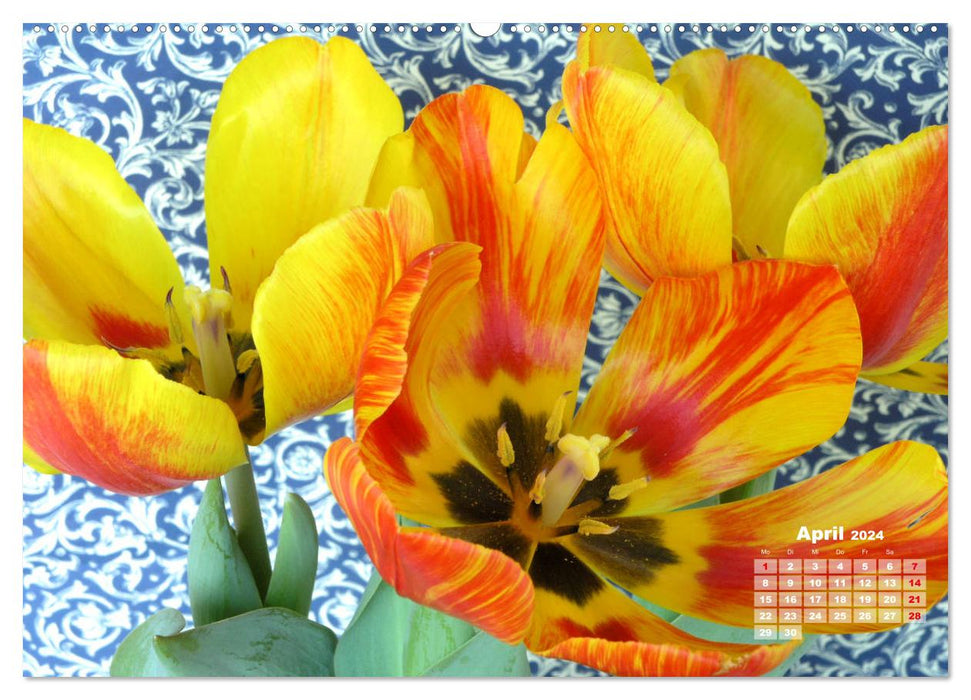 Tulpen, Tulips, Tulipes (CALVENDO Premium Wandkalender 2024)