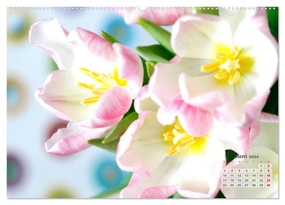 Tulips, Tulips, Tulipes (CALVENDO Premium Wall Calendar 2024) 