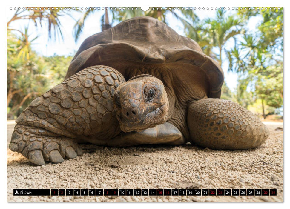 Dream island Mauritius (CALVENDO wall calendar 2024) 